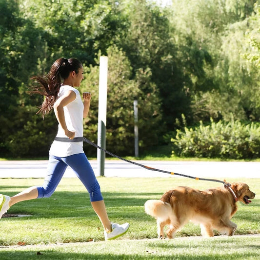 Enjoy safer, hands-free runs with a running dog leash belt